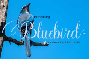 Bluebird: The Script Font That Stops the Scroll
